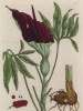 Аморфофаллус (Amorphophallus titanum (лат.)) -- любимая пища бабочек и моли (лист 269a "Гербария" Элизабет Блеквелл, изданного в Нюрнберге в 1757 году)