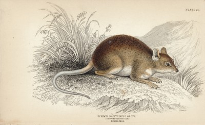 Амазонская бамбуковая крыса (echimys dactylinus? geoff. (лат.)) (лист 25 тома I "Библиотеки натуралиста" Вильяма Жардина, изданного в Эдинбурге в 1842 году)
