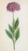Скабиоза блестящая (Scabiosa lucida (лат.)) (лист 194 известной работы Йозефа Карла Вебера "Растения Альп", изданной в Мюнхене в 1872 году)