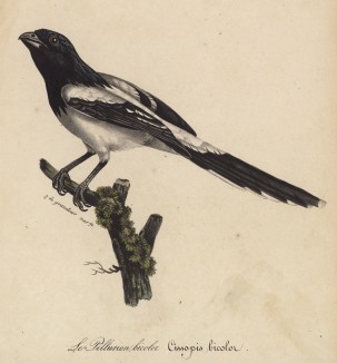 Сорока (Cissopis bicolor (лат.)) (лист из альбома литографий "Галерея птиц... королевского сада", изданного в Париже в 1822 году)