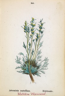 Полынь альпийская (Artemisia mutellina (лат.)) (лист 212 известной работы Йозефа Карла Вебера "Растения Альп", изданной в Мюнхене в 1872 году)