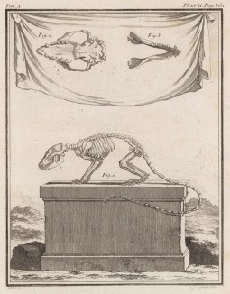 Скелет (лист LVII иллюстраций к десятому тому знаменитой "Естественной истории" графа де Бюффона, изданному в Париже в 1763 году)