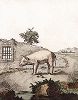 Молочный поросенок. Лист из знаменитой "Естественной истории животных" графа де Бюффона, Париж, 1750-е гг
