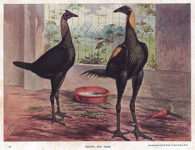 Бойцовые петухи Brown red game (англ.). The New Book of Poultry. Лондон, 1902