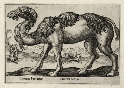 Двугорбый верблюд из Бактрии (лист из альбома Nova raccolta de li animali piu curiosi del mondo disegnati et intagliati da Antonio Tempesta... Рим. 1651 год)