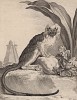 Эдипов тамарин, или пинче (лист XVII иллюстраций к пятнадцатому тому знаменитой "Естественной истории" графа де Бюффона, изданному в Париже в 1767 году)