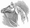 Голова лошади конной статуи Сэра Артура Уэсли, первого герцога Веллингтона (1769 -- 1852) -- британского государственного деятеля, победителя при Ватерлоо, установленной в 1844 году Лондонском Сити (The Illustrated London News №112 от 22/06/1844 г.)