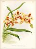 Копия «Орхидея ODONTOGLOSSUM x TROYANOFSKYANUM (лат.) (лист DXL Lindenia Iconographie des Orchidées - обширнейшей в истории иконографии орхидей. Брюссель, 1896)»