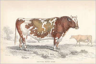 Копия «Британский шортхорн (Short horned breed (англ.)) (лист 27 тома X "Библиотеки натуралиста" Вильяма Жардина, изданного в Эдинбурге в 1843 году)»