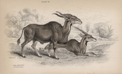 Антилопа импупо, или куду (Baselaphus oreas (лат.)) (лист 19 тома X "Библиотеки натуралиста" Вильяма Жардина, изданного в Эдинбурге в 1843 году)