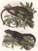 Мраморная длинноногая игуана (Polychrus virescens) и её подруга Semiurus luvieri (лат.)(из Naturgeschichte der Amphibien in ihren Sämmtlichen hauptformen. Вена. 1864 год)
