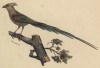 Птица-мышь, или мышанка (Colius senegalensis (лат.)) (лист из альбома литографий "Галерея птиц... королевского сада", изданного в Париже в 1822 году)