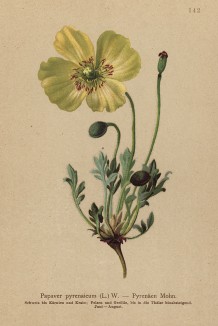 Мак пиренейский, произрастающий также и в Альпах (Papaver pyrenaicum (лат.)) (из Atlas der Alpenflora. Дрезден. 1897 год. Том II. Лист 142)