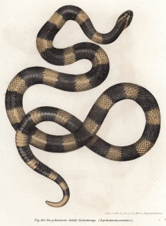 Угрожающий змей Aspidocollonion annulare (лат.) (из Naturgeschichte der Amphibien in ihren Sämmtlichen hauptformen. Вена. 1864 год)
