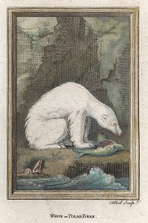 Белый медведь (лист CCXCV)