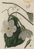 Молодая цветущая тыква (Cucurbita (лат.)) из семейства тыквенные (лист 522a "Гербария" Элизабет Блеквелл, изданного в Нюрнберге в 1760 году)