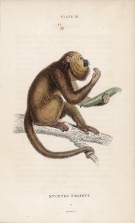 Арагуато, или обезьяна--ревун (Mycetes ursinus (лат.)), обитающая в Южной Америке (лист 19 тома II "Библиотеки натуралиста" Вильяма Жардина, изданного в Эдинбурге в 1833 году)