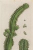 Молочай (Euphorbia (лат.)) (лист 340 "Гербария" Элизабет Блеквелл, изданного в Нюрнберге в 1757 году)