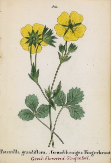 Лапчатка крупноцветная (Potentilla grandiflora (лат.)) (лист 143 известной работы Йозефа Карла Вебера "Растения Альп", изданной в Мюнхене в 1872 году)