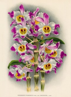 Орхидея DENDROBIUM WARDIANUM FASCINATOR (лат.) (лист DCCLXXII Lindenia Iconographie des Orchidées - обширнейшей в истории иконографии орхидей. Брюссель, 1901)