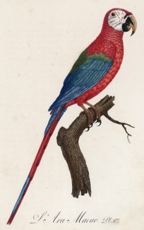 Красный ара, или араканга (лист 1 иллюстраций к первому тому Histoire naturelle des perroquets Франсуа Левальяна. Изображения попугаев из этой работы считаются одними из красивейших в истории. Париж. 1801 год)