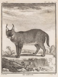 Каракал, или пустынная (степная) рысь (лист XL иллюстраций к третьему тому знаменитой "Естественной истории" графа де Бюффона, изданному в Париже в 1750 году)