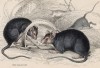 Чёрные крысы (Mus Rattus (лат.)) обедают вблизи мышеловки (лист 23 тома VII "Библиотеки натуралиста" Вильяма Жардина, изданного в Эдинбурге в 1838 году)