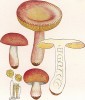 Cыроежка розовоногая, Russula roseipes Secr. (лат.). По некоторым данным съедобен, по другим - нет. Дж.Бресадола, Funghi mangerecci e velenosi, т.II, л.129. Тренто, 1933