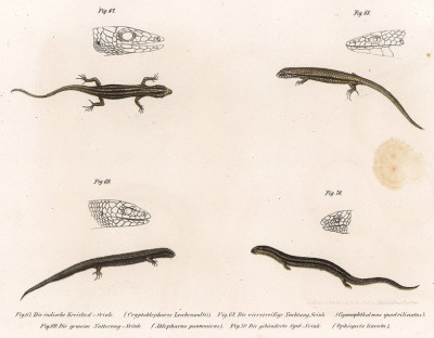Мелкие ящерицы, обитающие в Азии (из Naturgeschichte der Amphibien in ihren Sämmtlichen hauptformen. Вена. 1864 год)