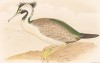 Пятнистый баклан, Phalacrocorax punctatus (лат.). G.J.Broinowski. The Birds of Australia comprising three hundred full-pagе illustrations... Т.I, л.XII. Мельбурн, 1890 