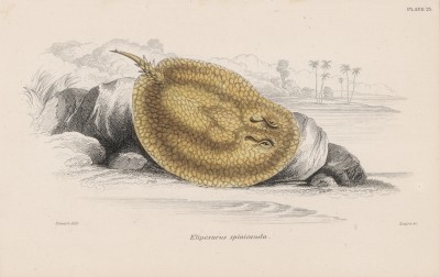 Скат, похожий на фрукт (Elipesurus spinicauda (лат.)) (лист 23 тома XL "Библиотеки натуралиста" Вильяма Жардина, изданного в Эдинбурге в 1860 году)