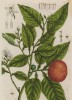 Лайм (Citrus aurantiifolia (лат.)) — гибридный вид цитрусовых, в том числе и лекарственное средство: успокаивает сильные и частые сердцебиения (лист 349 "Гербария" Элизабет Блеквелл, изданного в Нюрнберге в 1757 году)