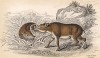Папуасская свинья. Papuan Hog (англ.). Вильям Жардин, "Библиотека натуралиста". Эдинбург, 1840