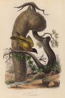 Гнездо ткачика (иллюстрация к работе Ахилла Конта Musée d'histoire naturelle, изданной в Париже в 1854 году)