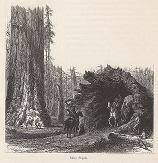 Упавшая секвойя, Йосемити, штат Калифорния. Лист из издания "Picturesque America", т.I, Нью-Йорк, 1872.