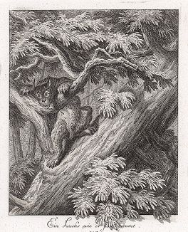 Рысь на дереве. Гравюра Иоганна Элиаса Ридингера из Entwurff Einiger Thiere ..., Аугсбург, 1740. 