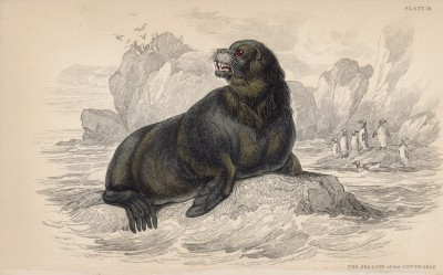 Морской лев (Leo marinus (лат.)) (лист 18 тома VI "Библиотеки натуралиста" Вильяма Жардина, изданного в Эдинбурге в 1843 году)
