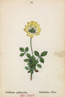 Клевер бледноватый (Trifolium pallascens (лат.)) (лист 111 известной работы Йозефа Карла Вебера "Растения Альп", изданной в Мюнхене в 1872 году)