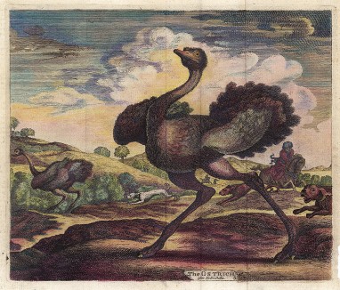 Охота на страуса. Английская гравюра конца XVIII столетия, исполненная по мотивам графики Стефано делла Белла