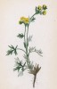 Лапчатка многонадрезанная (Potentilla multifida (лат.)) (лист 139 известной работы Йозефа Карла Вебера "Растения Альп", изданной в Мюнхене в 1872 году)