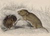 Короткошёрстные мыши-полёвки (Arvicola pratensis (лат.)) (лист 29 тома VII "Библиотеки натуралиста" Вильяма Жардина, изданного в Эдинбурге в 1838 году)