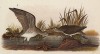 Улит-отшельник 1. Самец 2. Самка (Totanus solitarius) (лист 10 известной работы Бенджамина Уоррена "Птицы Пенсильвании", изданной в США в 1890 году (иллюстрации изготовлены по мотивам оригиналов Джона Одюбона))