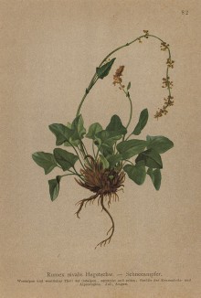 Щавель "снежный" (Rumex nivalis (лат.)) -- источник витаминов для йети (из Atlas der Alpenflora. Дрезден. 1897 год. Том I. Лист 82)