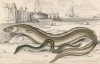 Европейский угорь (1. Anguila acutirostris 2. Anguila latirostris (лат.)) (лист 15 XXXIII тома "Библиотеки натуралиста" Вильяма Жардина, изданного в Эдинбурге в 1843 году)