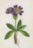 Примула цельнолистная (Primula integrifolia (лат.)) (лист 354 известной работы Йозефа Карла Вебера "Растения Альп", изданной в Мюнхене в 1872 году)