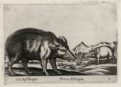 Свинья из Эфиопии (лист из альбома Nova raccolta de li animali piu curiosi del mondo disegnati et intagliati da Antonio Tempesta... Рим. 1651 год)