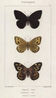 Бабочки рода Satyrus (бархатницы, или сатириды) Actaea (1), Semele (2) и рода Chionobos: Aello (2) (лат.) (лист 30)