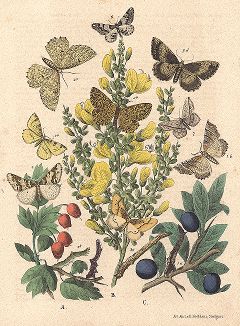 Бабочки-пяденицы и листовертки. "Книга бабочек" Фридриха Берге, Штутгарт, 1870. 