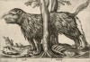 Россомаха (лист из альбома Nova raccolta de li animali piu curiosi del mondo disegnati et intagliati da Antonio Tempesta... Рим. 1651 год)