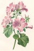 Лаватера (хатьма) трёхмесячная из Flore pittoresque dediée Aux Dames par A. Chazal... Париж. 1820 год. В 2000 году комплект этих лучших в истории французской книги начала XIX века ботанических иллюстраций был продан на аукционе "Кристи" за 209.462 $